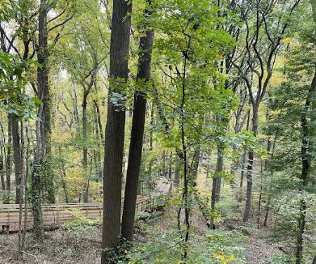 Saint Francis woodlands