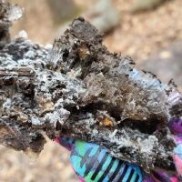 Todt Hill Woodlands ico