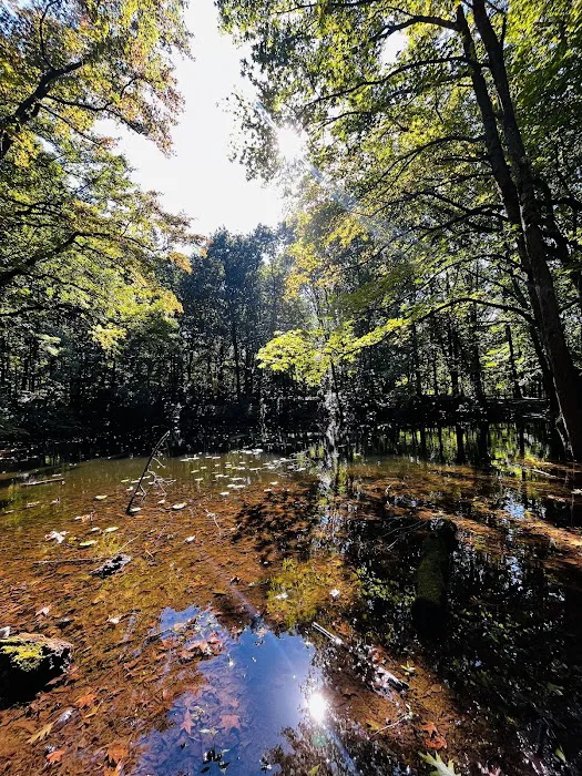 Todt Hill Woodlands Picture 5
