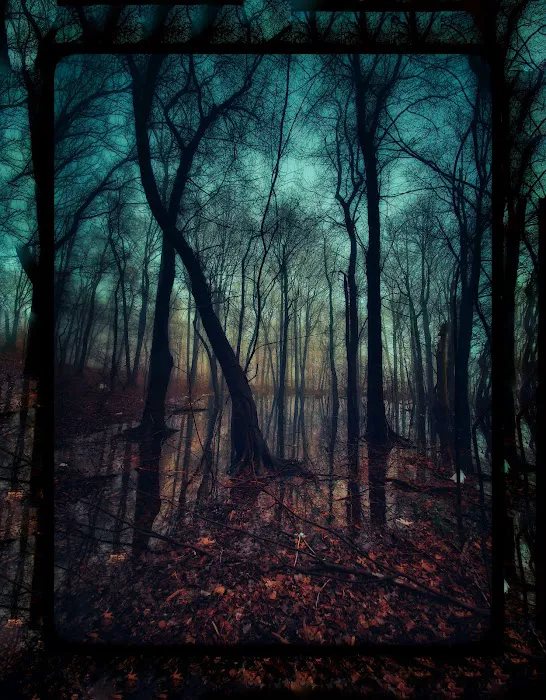 Todt Hill Woodlands Picture 8