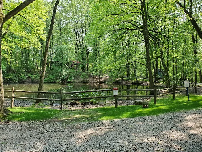 Todt Hill Woodlands Picture 10
