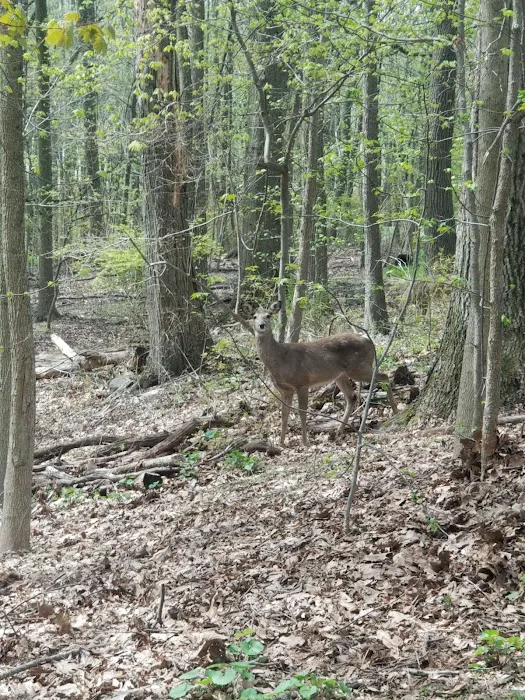 Todt Hill Woodlands Picture 9
