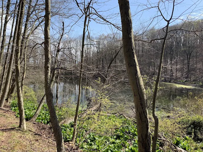 Reed's Basket Willow Swamp Park Picture 9