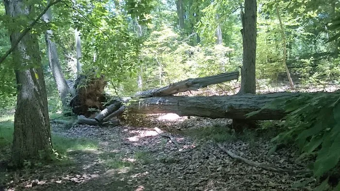 Reed's Basket Willow Swamp Park Picture 2