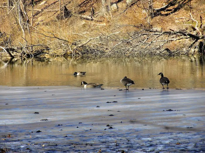 Reed's Basket Willow Swamp Park Picture 6