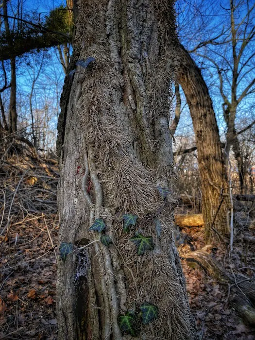 Serpentine Commons Picture 7