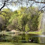 Allison Pond Park