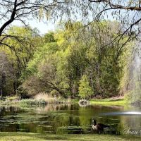 Allison Pond Park ico