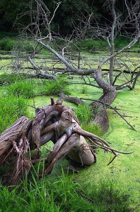 Allison Pond Park Picture 5