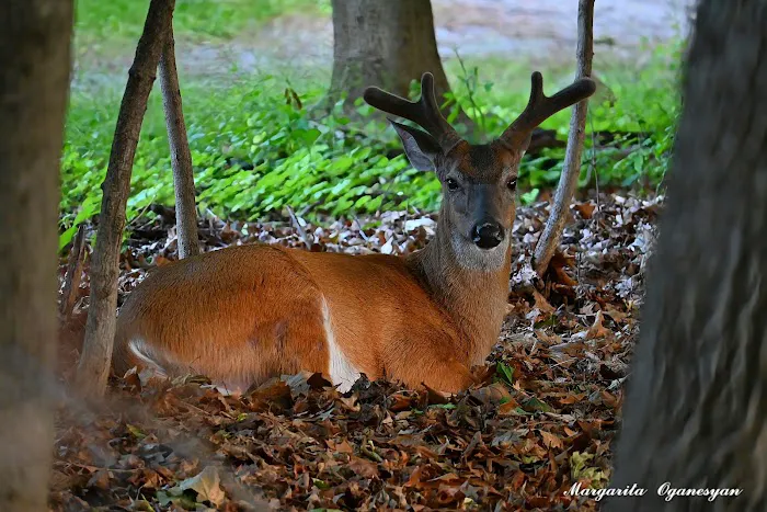 Alonzo F Bonsal Wildlife Preserve Picture 5
