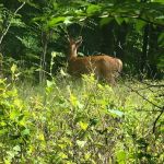 Brookdale Park