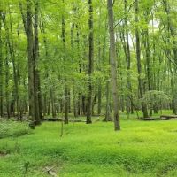 Lake Sidewalk - Parsippany ico