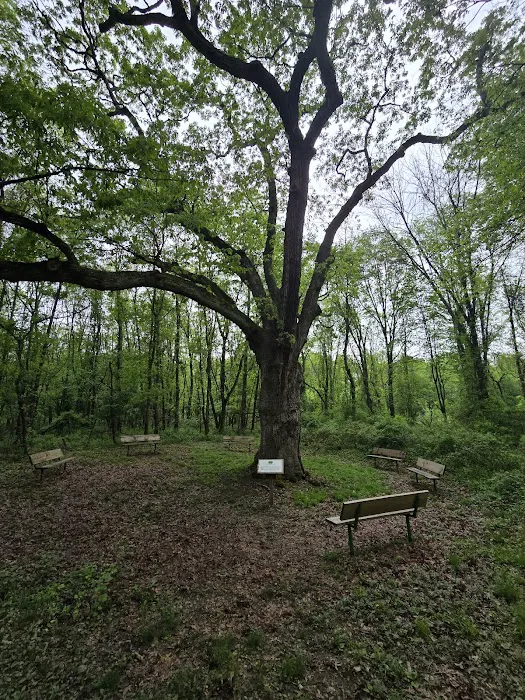 Great Oak Park Picture 8