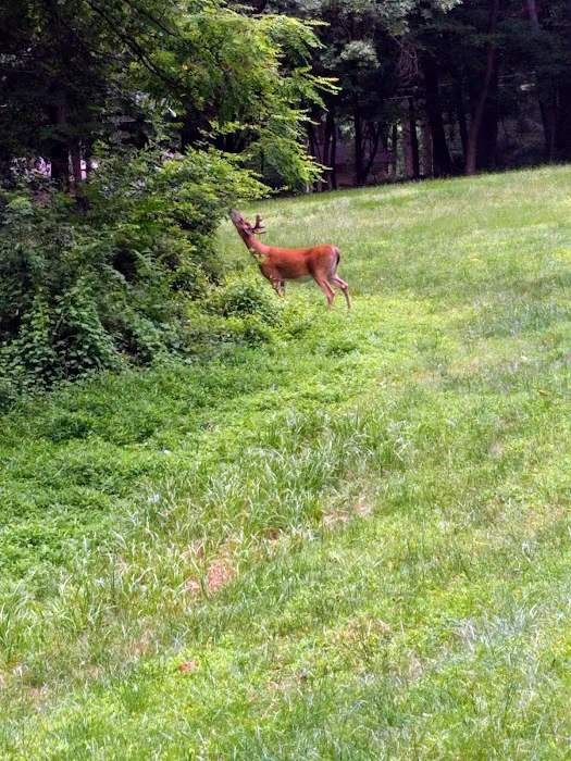 Terhune Memorial Park Picture 6