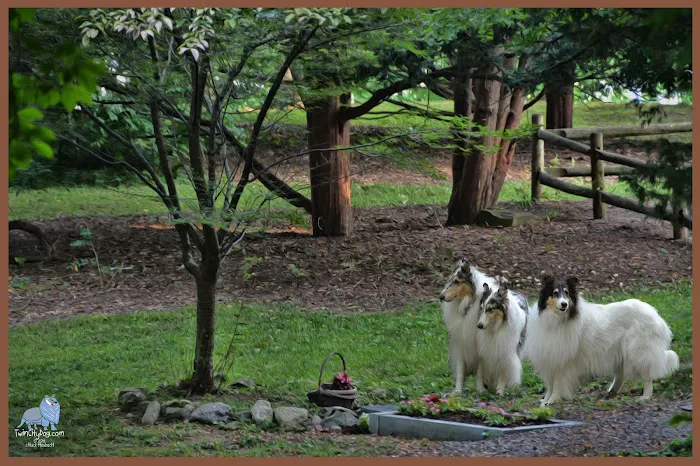 Terhune Memorial Park Picture 7