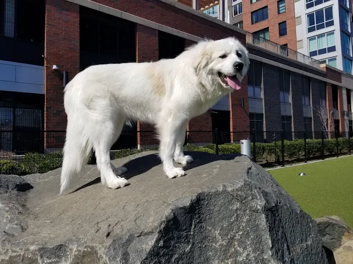 Estuary Apartment Dog Park Picture 10