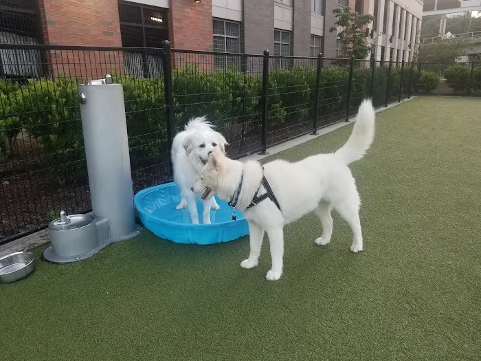 Estuary Apartment Dog Park Picture 5
