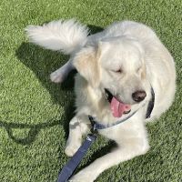 Estuary Apartment Dog Park ico