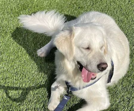 Estuary Apartment Dog Park