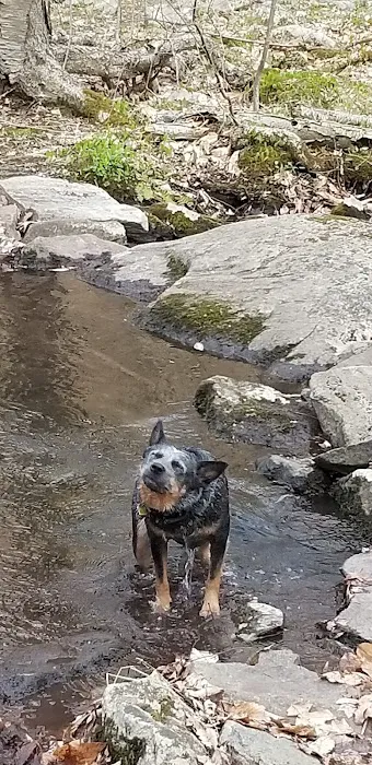 Ramapo Mountain Picture 1