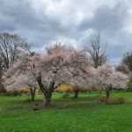 New Jersey Botanical Garden