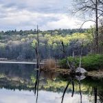 Laurel Meadow Ponds Trailhead