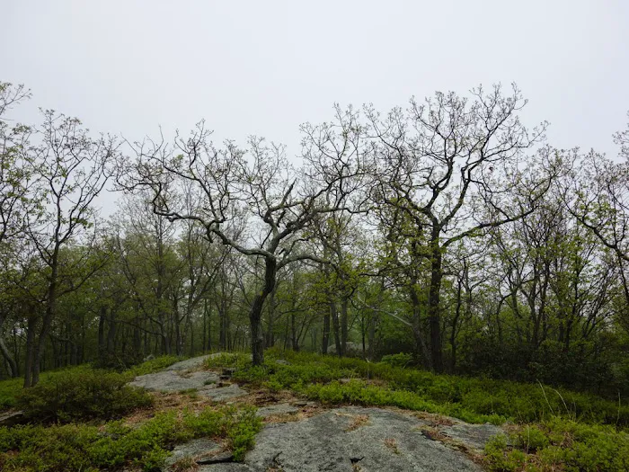 Horn Hill Picture 3