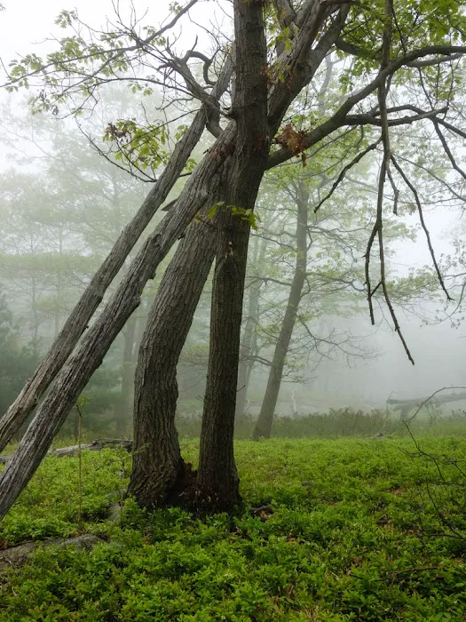 Horn Hill Picture 6