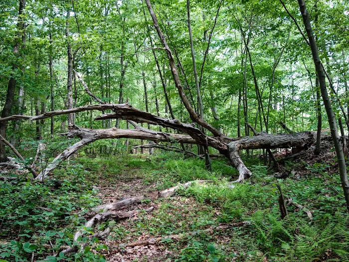 Indian Hill Picture 1