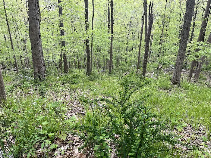 Granite Mountain Preserve Picture 9