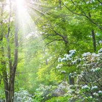 Appalachian Trail ico