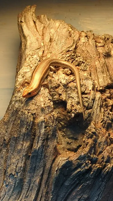 Amphibians, Reptiles, and Fish Museum Picture 6