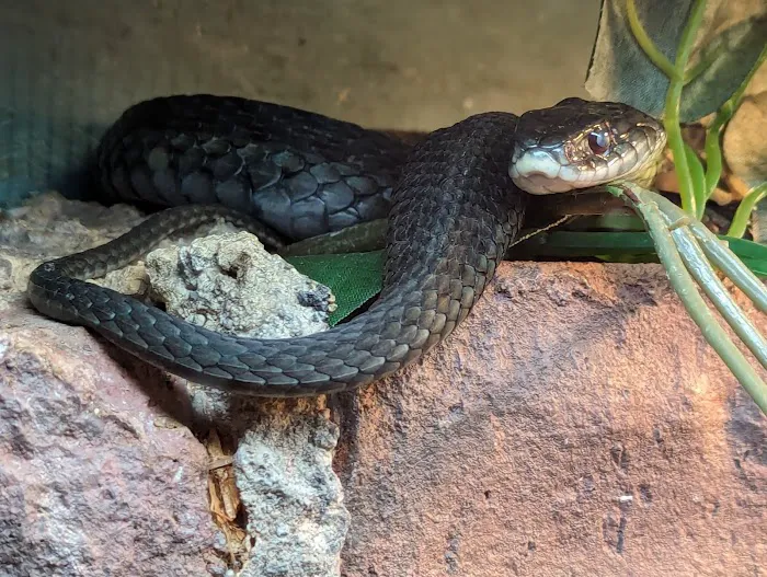 Amphibians, Reptiles, and Fish Museum Picture 2