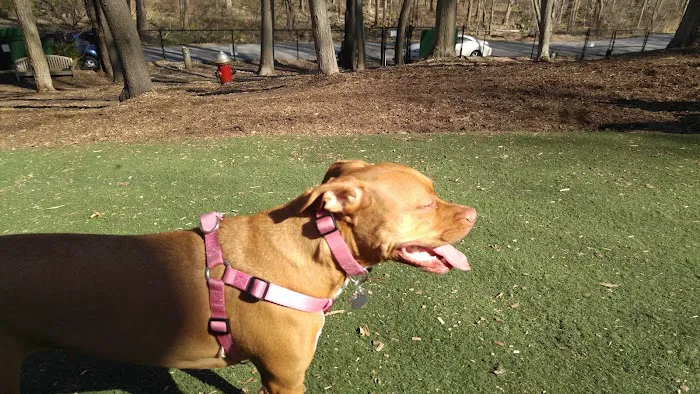 Sycamore Bark Park Picture 1