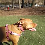 Sycamore Bark Park