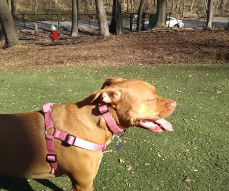 Sycamore Bark Park