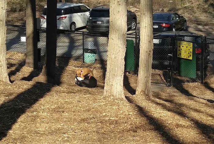 Sycamore Bark Park Picture 5