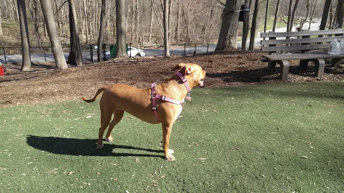 Sycamore Bark Park Picture 6