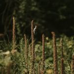 Earthplace