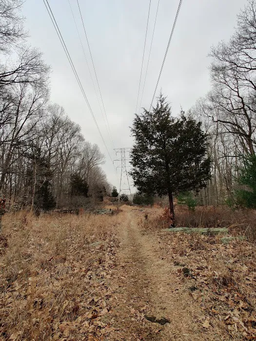 Taylor Woods / Tall Pines Nature Preserve Picture 4