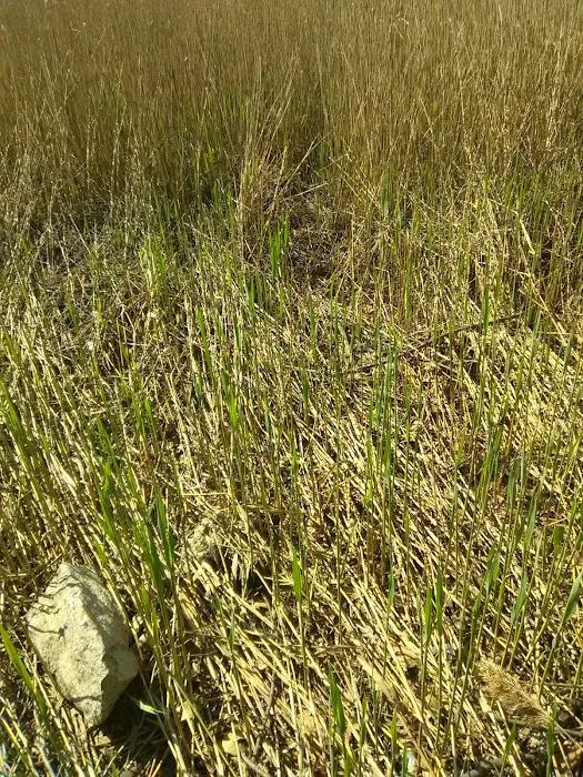 Westport Ghorham Island LIS public access Picture 6
