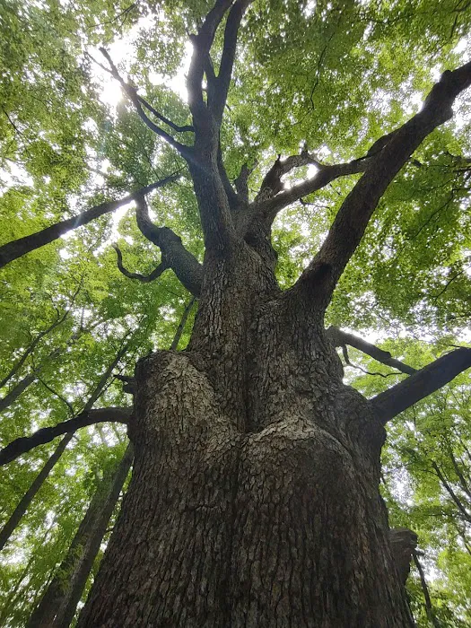 Fred Dill Wildlife Sanctuary Picture 3