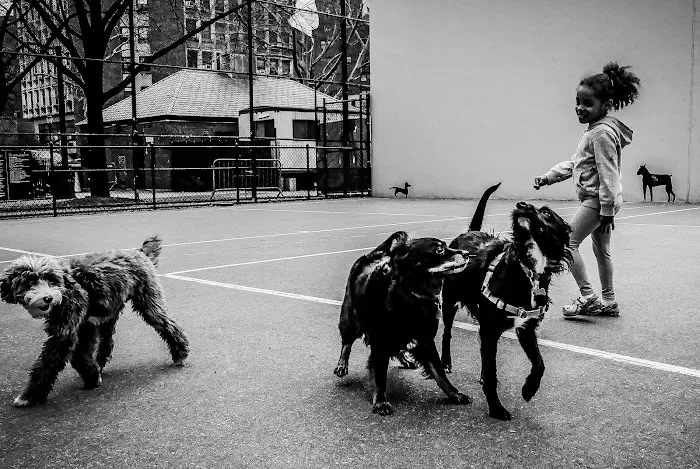 Chelsea Park Dog Run Picture 8