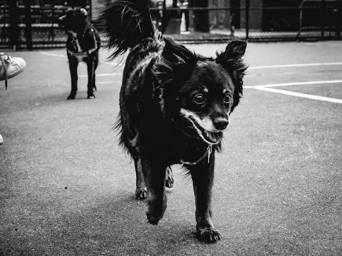 Chelsea Park Dog Run Picture 7