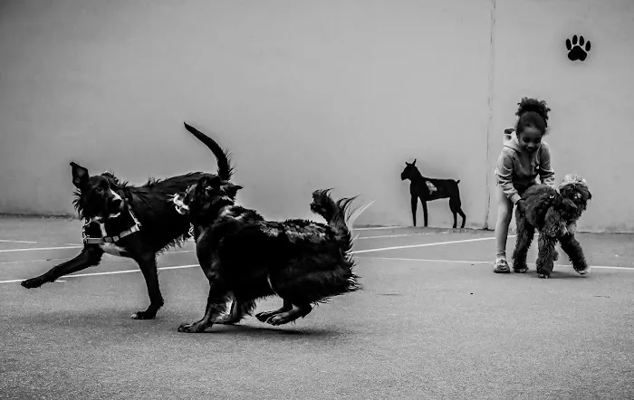 Chelsea Park Dog Run Picture 5