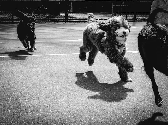 Chelsea Park Dog Run Picture 4