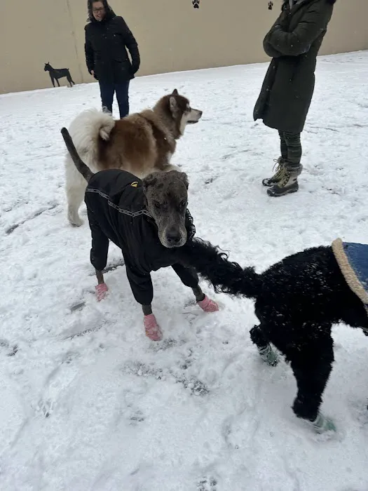 Chelsea Park Dog Run Picture 1