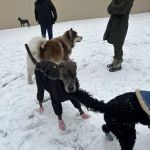 Chelsea Park Dog Run