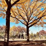 Habitat Garden at Hudson River Park
