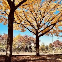 Habitat Garden at Hudson River Park ico